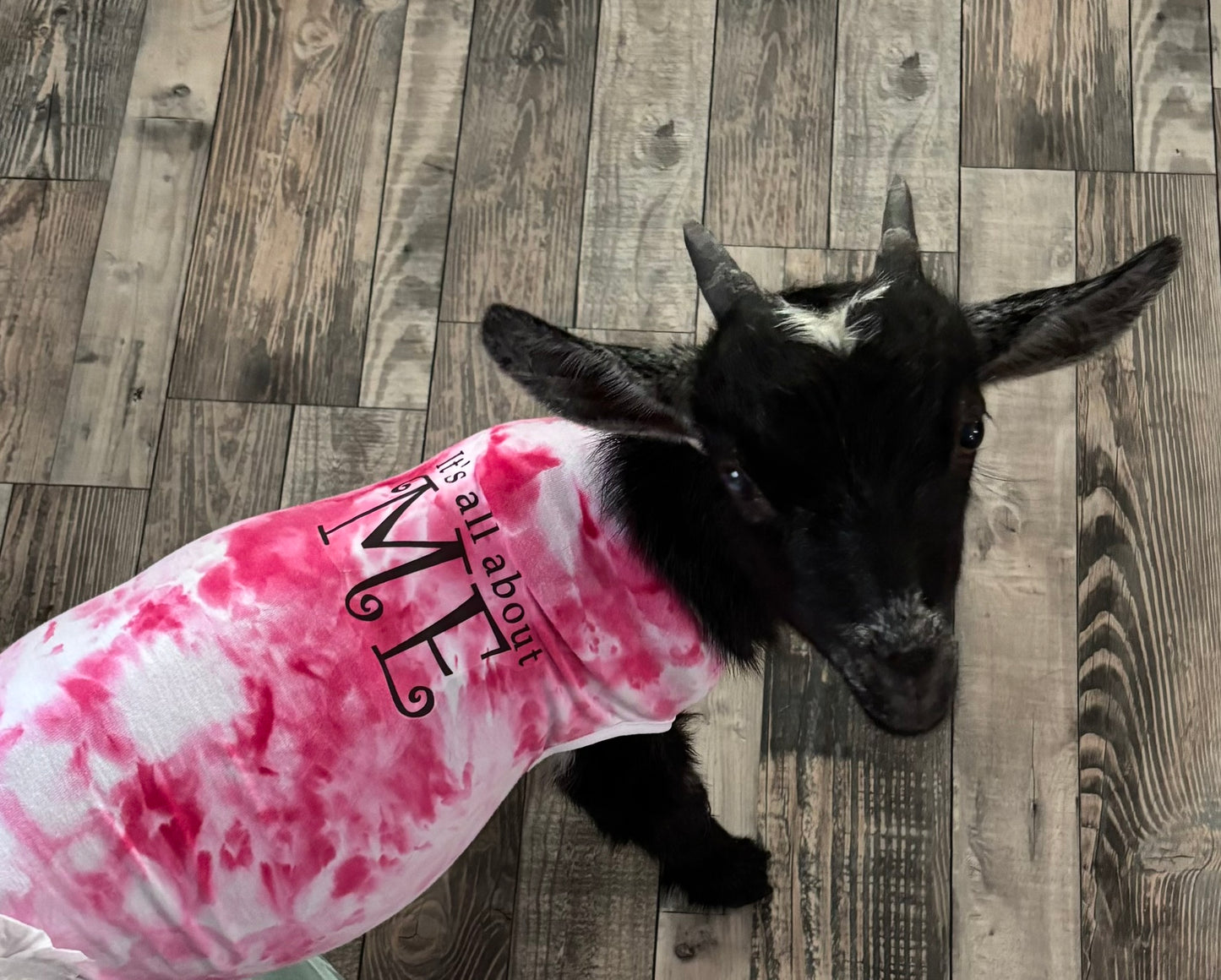Custom-Fit Pet T Shirt  It's All About Me