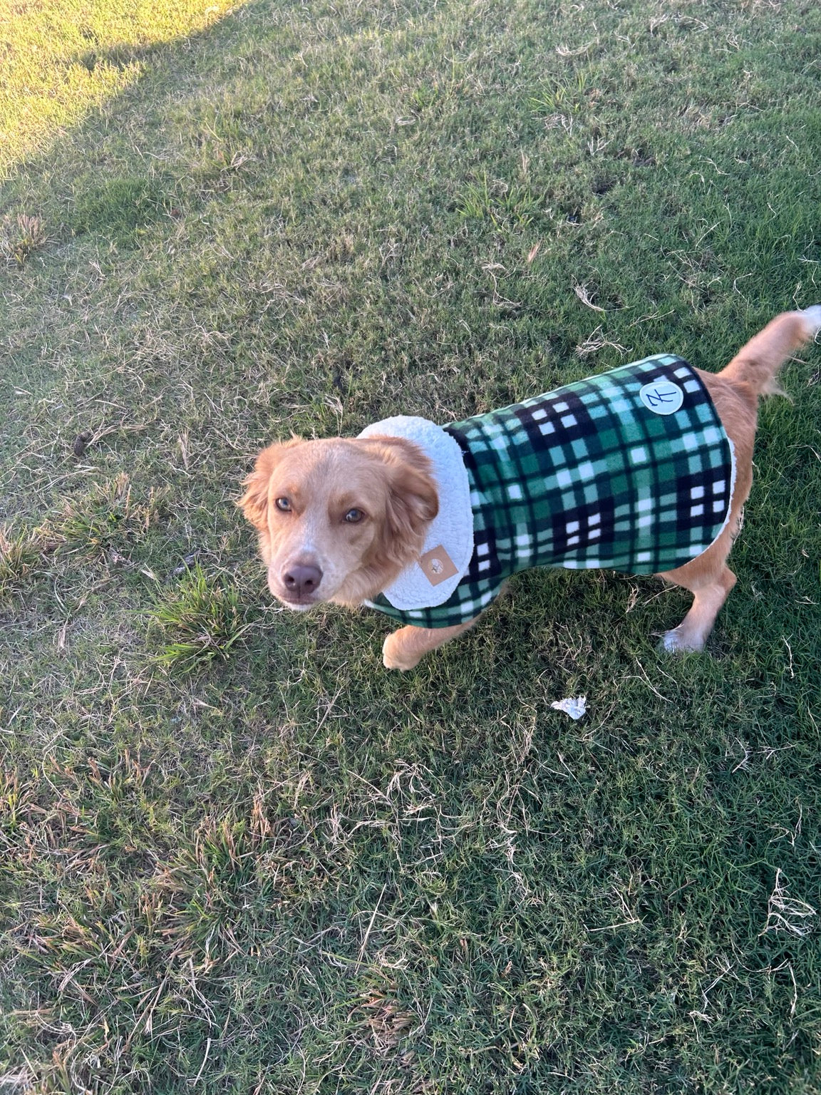 Dog wearing a handmade green plaid Sherpa-lined jacket by 7T Designs outdoors.