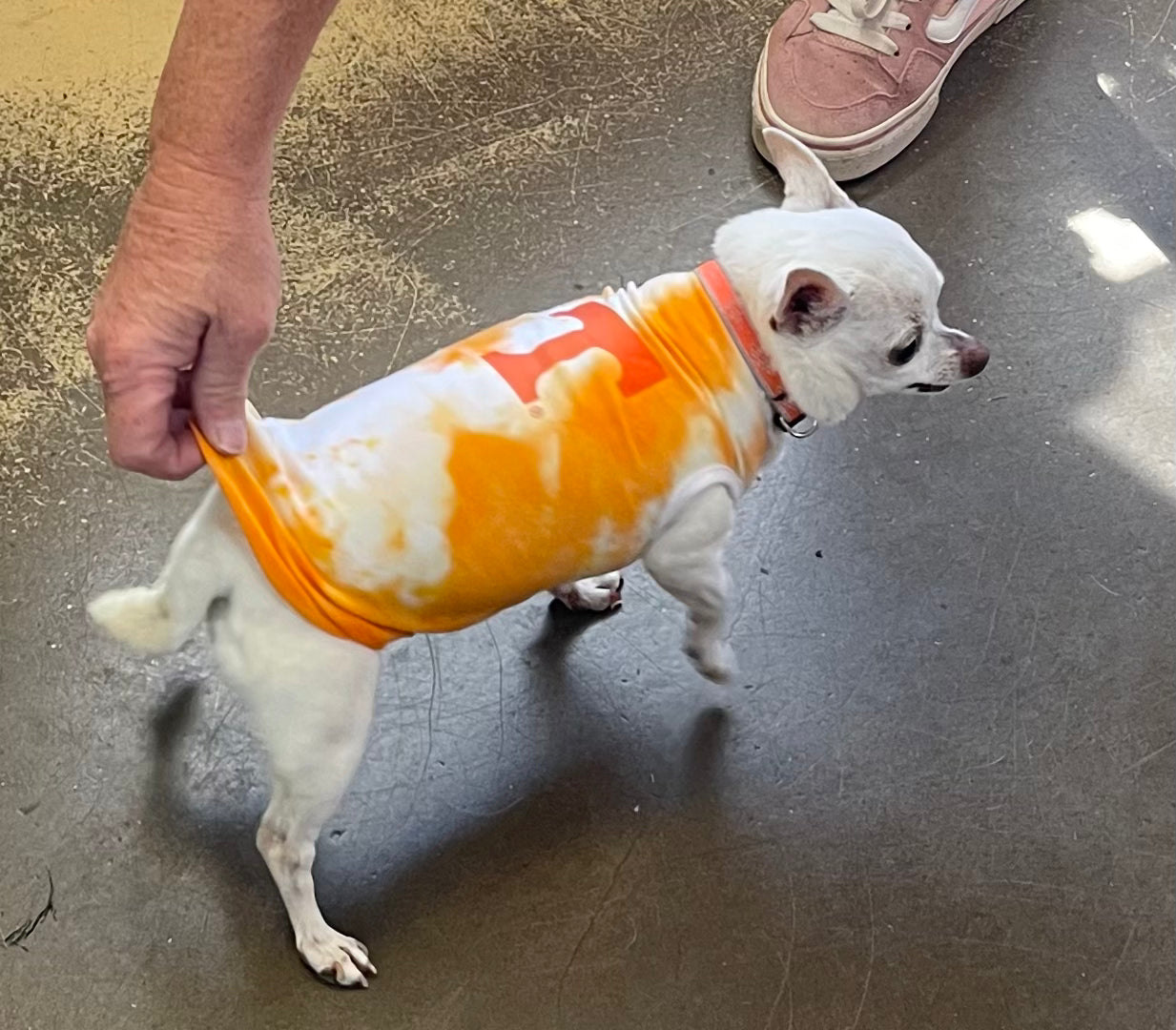 Custom Fit Pet T-Shirt Orange Crush University of Tennessee Officially Licensed