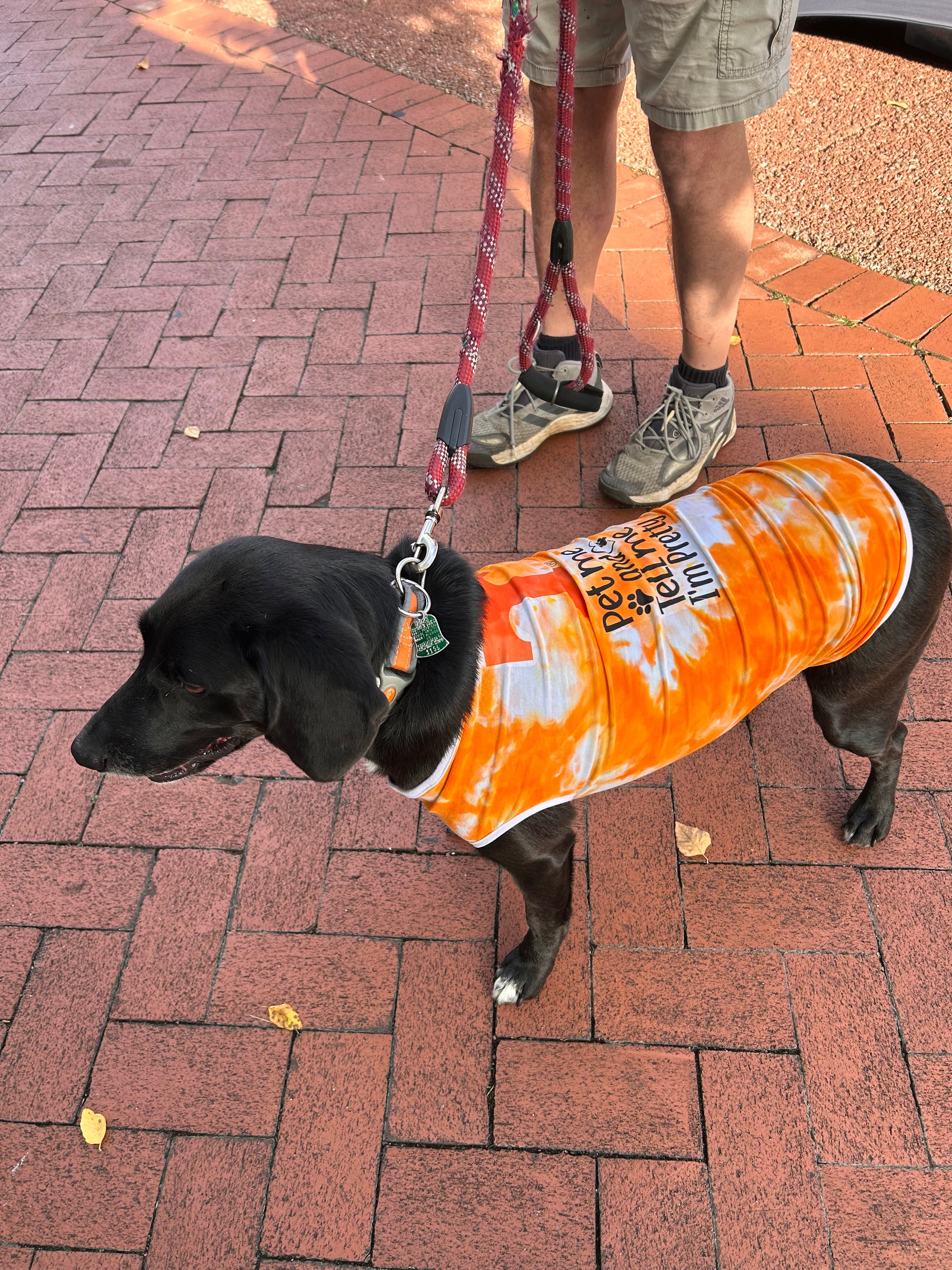 Custom Fit Pet T-Shirt Orange Crush University of Tennessee